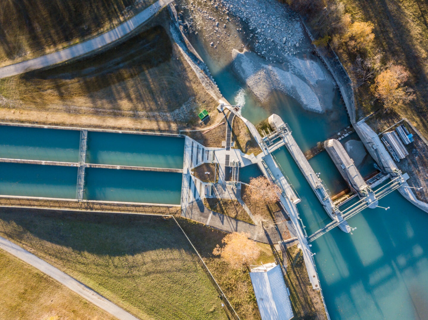 water plant